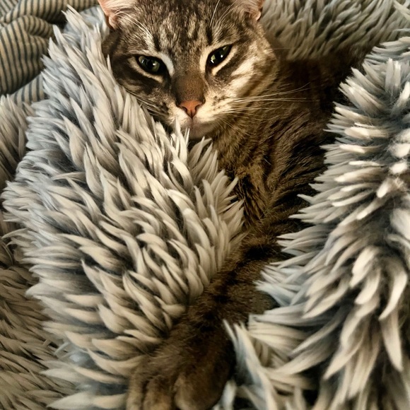 Meet your Posher, Shelby - Picture 7 of 8